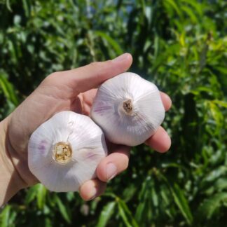 Ajo Agroecológico x 12 unidades calibre mayor a 6 cm,  Pruducción Yuyupa, variedad Morado INTA