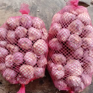 Ajo Agroecológico x Kg. - San Marcos Sierras- (Variedad: Plumudo) 20 a 24 cabezas aprox