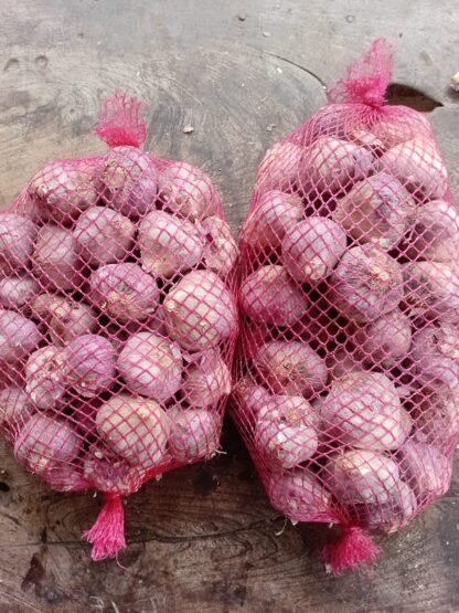 Ajo Agroecológico x Kg. - San Marcos Sierras- (Variedad: Plumudo) 20 a 24 cabezas aprox