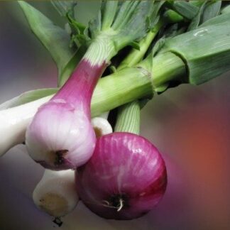 Atado de Cebolla de Verdeo Agroecológica x Kg.