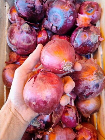 Bolsa de Cebollas Orgánicas x 14 Kg. - Mendoza - (Variedad: Morada) - Image 2