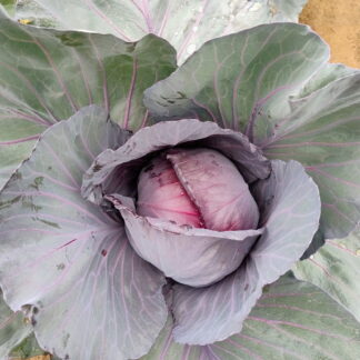 Bolsa de Repollo Morado Agroecológico x 6 unidades