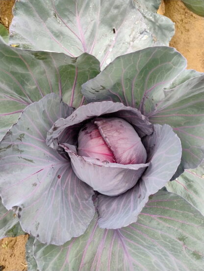 Bolsa de Repollo Morado Agroecológico x 6 unidades (Produccion Yuyupa)