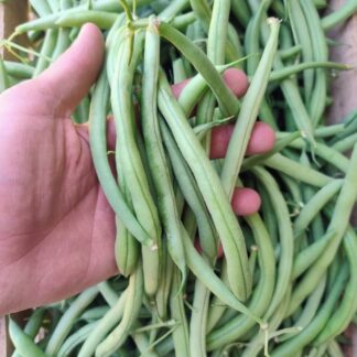 Cajón de Chaucha Agroecológica x 4 Kg