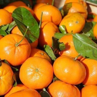 Mandarinas CRIOLLA Agroecológicas x 15 Kg. (Variedad: Criolla) (0EA)