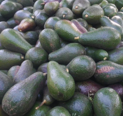 Paltas Agroecológicas x 5.5 Kg. (Variedad: Torre - Origen: Tucumán)