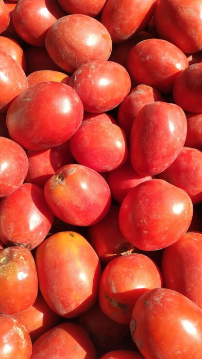 Cajón de Tomates Maduros, Bien rojos Agroecológicos x 17 Kg. (Variedad: Perita - Origen: Mendoza)