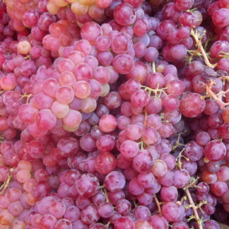 Uvas Orgánicas x 12 Kg. (Variedad: Rosada)