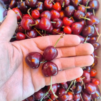Cerezas Orgánicas x 2.5 Kg.