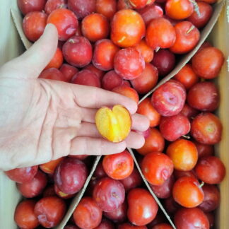 Ciruelas Agroecológicas variedad Royal See x 10 Kg, (Origen, Mendoza)