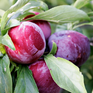 Ciruelas Orgánicas x 13,5 Kg, (variedad Fortune, Origen, Mendoza)