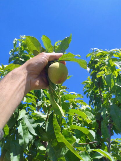 Duraznos Agroecológicos x 14/15 Kg. (Variedad: FLORDAKING)