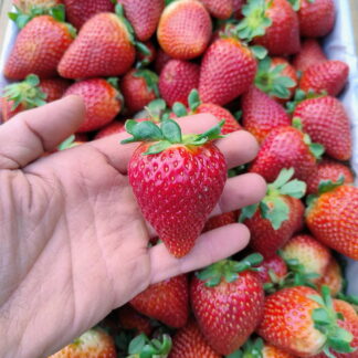 Frutillas Agroecológicas x 4.5/5 Kg. (Origen: Tucumán)