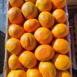 Mandarinas Agroecológicas x 15 Kg. - Entre Ríos - (Variedad: Ellendale)
