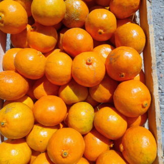 Mandarinas Agroecologicas x 15 Kg. (Variedad: Dancy)