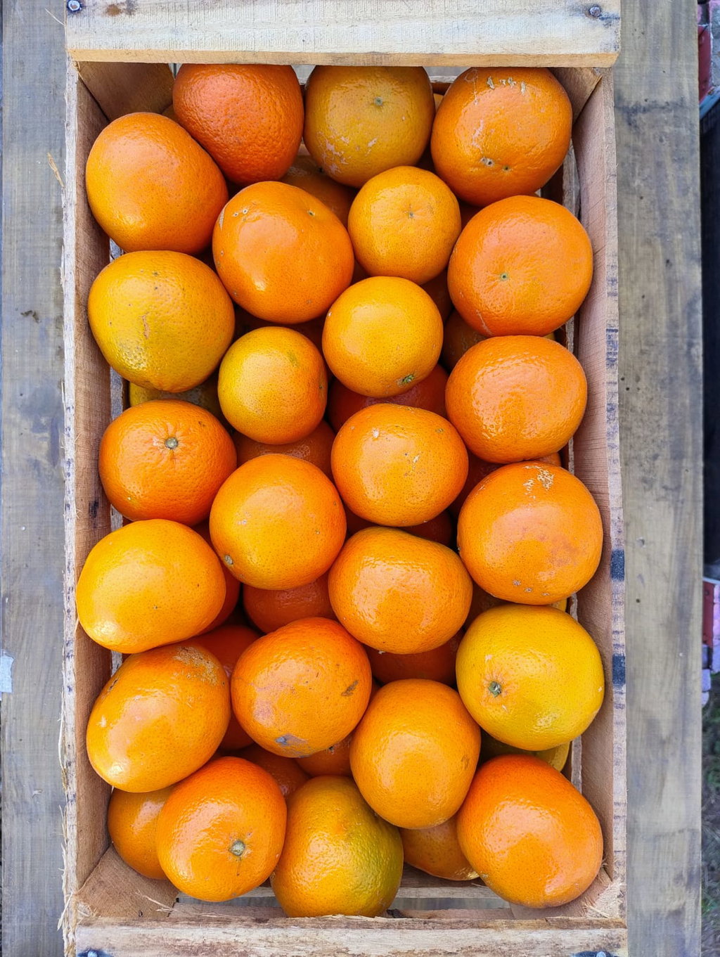 Mandarinas Orgánicas x 15 Kg. (Variedad: Nova)