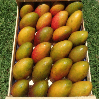 Mangos Organicos x 8,5/9 Kg. (Variedad: Osteen)
