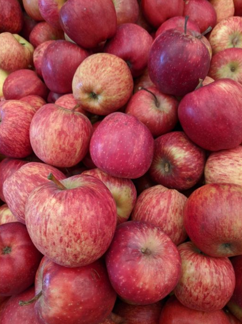 Manzanas Rojas Orgánicas x 17/18 Kg. (Variedad: Red Delicious - Origen: Rio Negro)