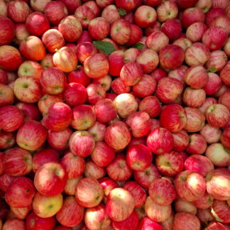 Manzanas Rojas Orgánicas x 9 Kg. (Variedad: Gala - Origen: Rio Negro)