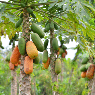 Papayas Orgánicas x 9 Kg. (Origen, Jujuy)