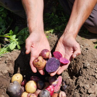 Papines Andinos Agroecológicos x 3 Kg (Origen, Mendoza)