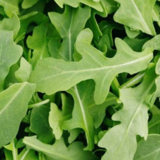 Rúcula Agroecológica x 3 Atados