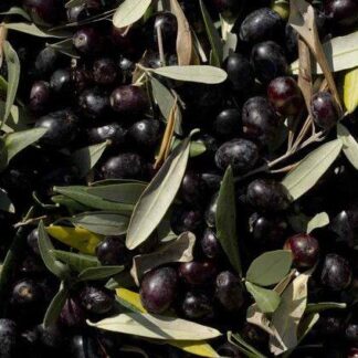 Pack de 4 Unidades de Aceitunas Negras Agroecológicas x 1/2 Kg. Ganapati (Tipo 0)