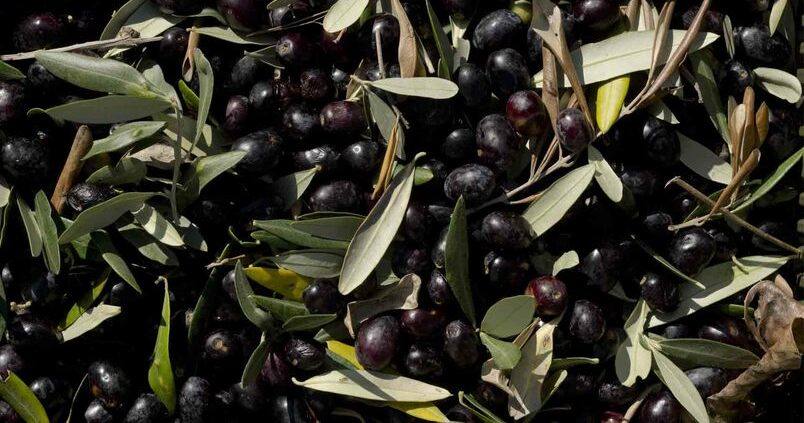 Pack de 4 Unidades de Aceitunas Negras Agroecológicas x 1/2 Kg. Ganapati (Tipo 0)