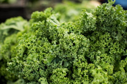 Kale Agroecológico x 3 Unidades (bolsita de 300gr aprox)