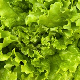 Lechuga Criolla Agroecológica x 2 kg