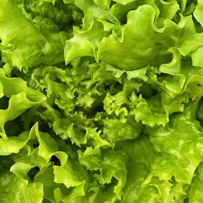Lechuga Criolla Agroecológica x 2 kg
