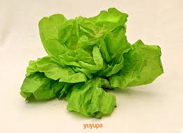 Lechuga Manteca Agroecológica x 2 Kg