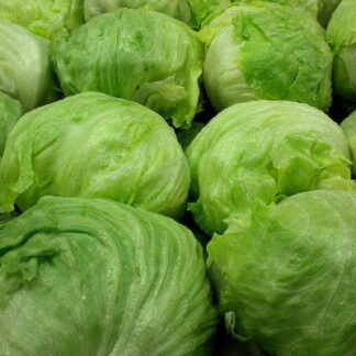 Lechuga Repollada Agroecológica x 2 kg