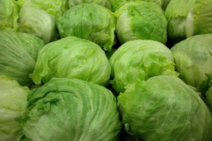 Lechuga Repollada Agroecológica x 2 kg