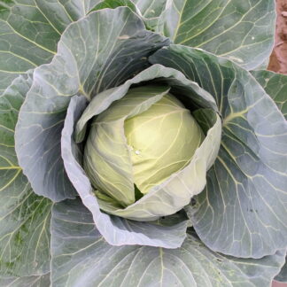 Bolsa de Repollo Blanco Agroecológico x 3 Unidades.