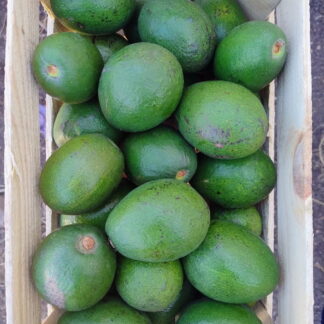 Cajón de Paltas Agroecológicas x 8,5 Kg. (Variedad: Bacon)
