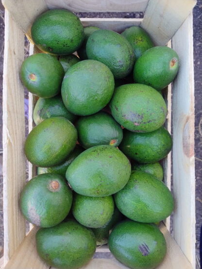 Cajón de Paltas Agroecológicas x 5 Kg. (Variedad: Bacon)