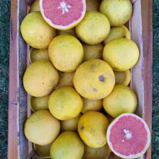 Pomelos Agroecológicos x 8 Kg. (Variedad: Rojo - Origen: Entre Rios)