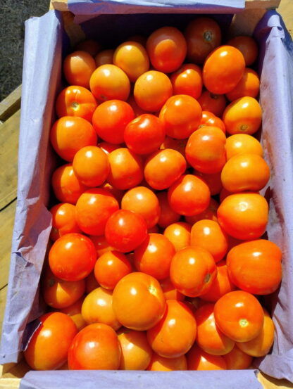 Cajón de Tomates Organico x 15 Kg. (Variedad: Redondo - Origen: Jujuy)