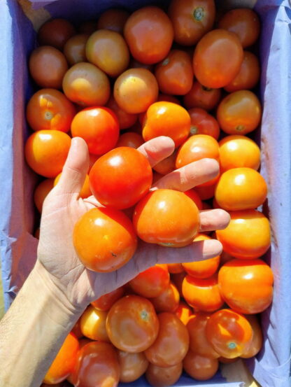 Cajón de Tomates Organico x 15 Kg. (Variedad: Redondo - Origen: Jujuy) - Image 2