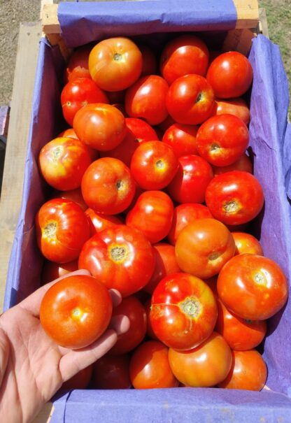 Tomates Organico x 15 Kg. (Variedad: Redondo - Origen: Jujuy)