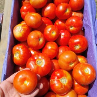 Tomates Organico x 16/17 Kg. (Variedad: Redondo - Origen: Jujuy)