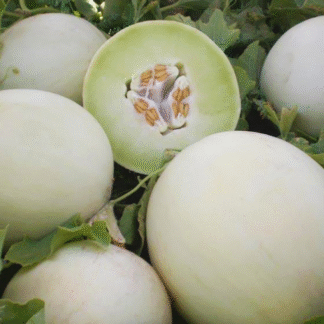 Melón Agroecológico x 10 Kg (Variedad: Rocio de Miel - Origen: Campo Yuyupero)
