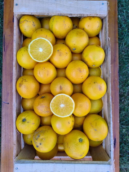 Naranjas Organicas x 8 Kg (Variedad: Salustiana para Jugo - Origen: Entre Ríos)