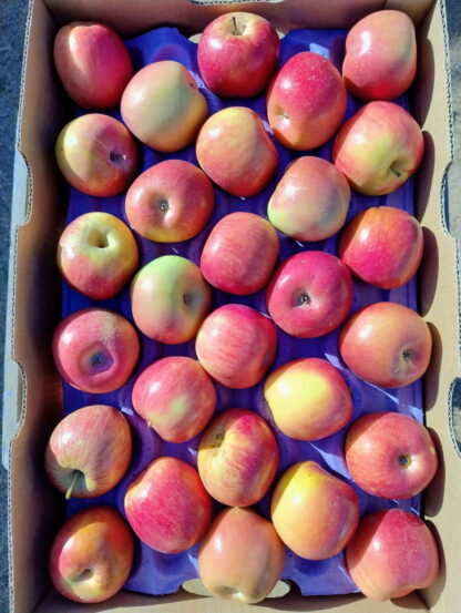 Manzanas Rojas Orgánicas x 9 Kg. (Variedad: Fuji, Río Negro-Neuqén)
