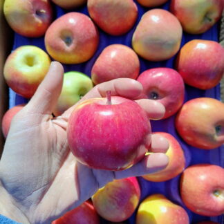 Manzanas Rojas Orgánicas x 9 Kg. (Variedad: Fuji, Río Negro-Neuqén)