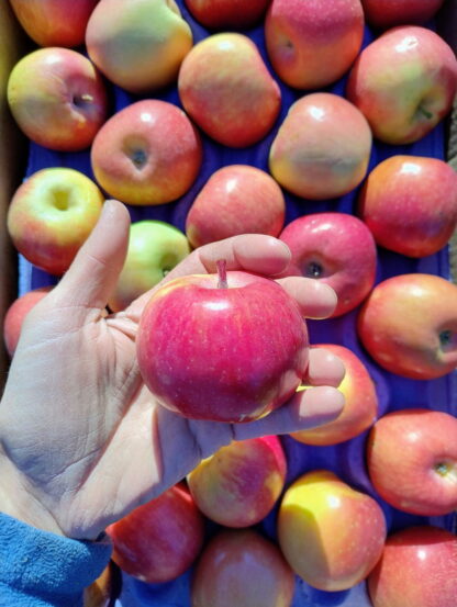 Manzanas Rojas Orgánicas x 9 Kg. (Variedad: Fuji, Río Negro-Neuqén) - Image 2