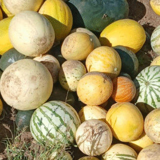 Mix de Melones y Sandias pequeños Agroecológico x 10 Kg (Variedad: Amarillos, Dino, Blancos y sandia Antonella)