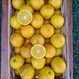 Naranjas Organicas x 15 Kg (Variedad: Salustiana para Jugo - Origen: Entre Ríos)