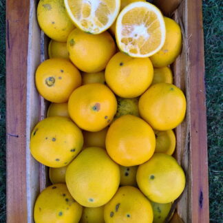 Naranjas de Ombligo Orgánicas x 8 Kg. - Entre Rios - (Variedad: Ombligo)